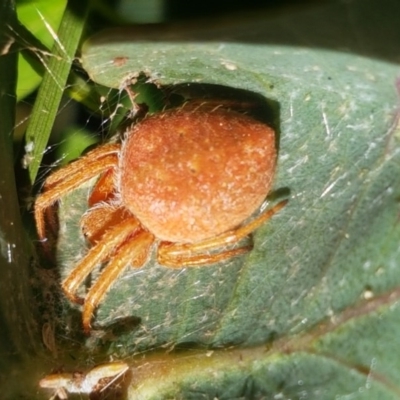 Araneinae (subfamily) (Orb weaver) at Namadgi National Park - 20 Dec 2020 by tpreston