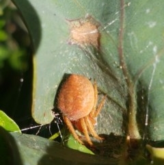 Araneinae (subfamily) at Paddys River, ACT - 20 Dec 2020