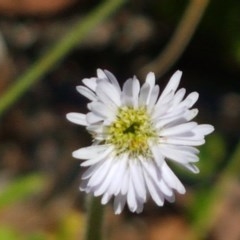 Lagenophora stipitata (Common Lagenophora) at Paddys River, ACT - 20 Dec 2020 by tpreston