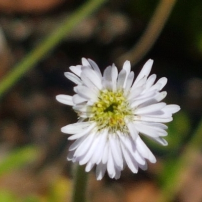 Lagenophora stipitata (Common Lagenophora) at Paddys River, ACT - 20 Dec 2020 by trevorpreston