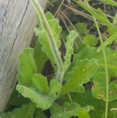 Lagenophora stipitata at Paddys River, ACT - 20 Dec 2020