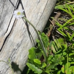 Lagenophora stipitata at Paddys River, ACT - 20 Dec 2020