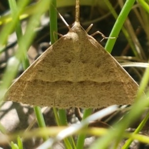 Epidesmia hypenaria at Paddys River, ACT - 20 Dec 2020 01:27 PM