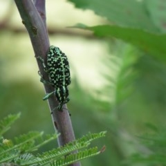 Chrysolopus spectabilis (Botany Bay Weevil) at Coree, ACT - 18 Dec 2020 by SandraH