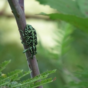 Chrysolopus spectabilis at Coree, ACT - 18 Dec 2020