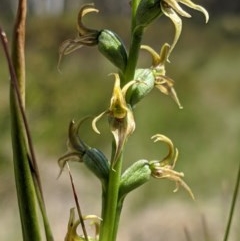 Prasophyllum tadgellianum (Tadgell's leek orchid) at Cotter River, ACT - 20 Dec 2020 by MattM