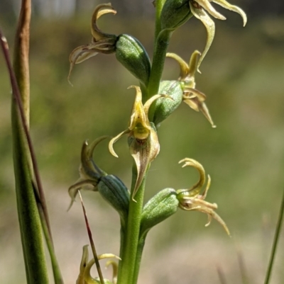Prasophyllum tadgellianum (Tadgell's leek orchid) at Cotter River, ACT - 20 Dec 2020 by MattM