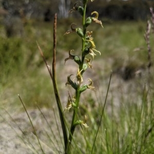 Paraprasophyllum tadgellianum at Namadgi National Park - suppressed