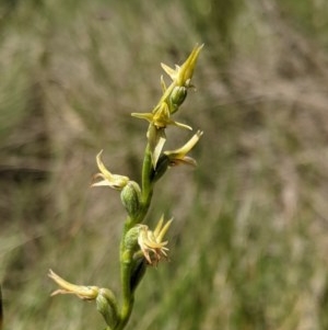 Prasophyllum tadgellianum at Namadgi National Park - 20 Dec 2020