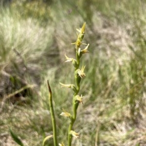 Paraprasophyllum tadgellianum at Namadgi National Park - suppressed