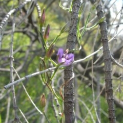 Thysanotus patersonii at Nangus, NSW - 18 Oct 2010 02:53 PM