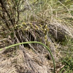 Paraprasophyllum sphacelatum (Large Alpine Leek-orchid) at Cotter River, ACT - 20 Dec 2020 by MattM