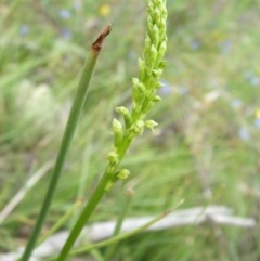 Microtis parviflora (Slender Onion Orchid) at Nangus, NSW - 18 Oct 2010 by abread111