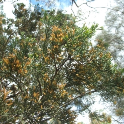 Callitris glaucophylla (White Cypress Pine) at Nangus, NSW - 18 Oct 2010 by abread111