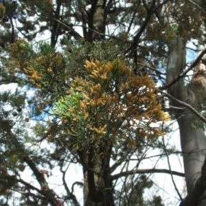 Callitris glaucophylla at Nangus, NSW - 18 Oct 2010