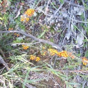 Dillwynia sericea at Nangus, NSW - 18 Oct 2010