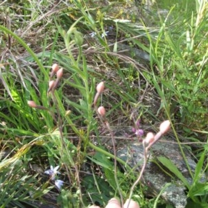 Thelymitra sp. at Nangus, NSW - suppressed