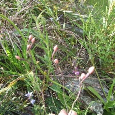 Thelymitra (Genus) (Sun Orchid) at Nangus, NSW - 18 Oct 2010 by abread111