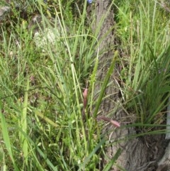 Thelymitra sp. at Nangus, NSW - suppressed