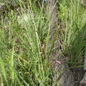 Thelymitra sp. at Nangus, NSW - suppressed