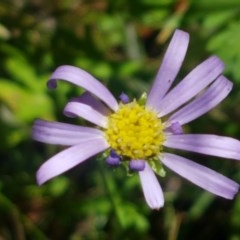 Calotis scabiosifolia var. integrifolia (Rough Burr-daisy) at Gibraltar Pines - 20 Dec 2020 by tpreston