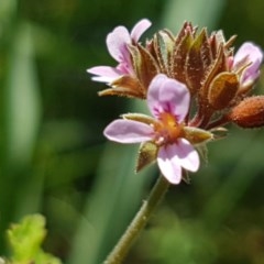 Pelargonium inodorum (Kopata) at Gibraltar Pines - 20 Dec 2020 by tpreston