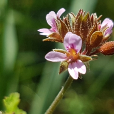 Pelargonium inodorum (Kopata) at Gibraltar Pines - 20 Dec 2020 by tpreston