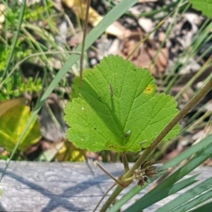 Pelargonium inodorum at Paddys River, ACT - 20 Dec 2020