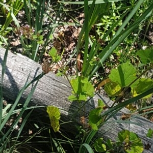 Pelargonium inodorum at Paddys River, ACT - 20 Dec 2020