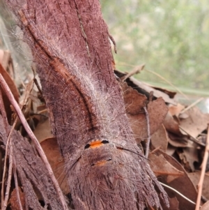 Pinara cana at Paddys River, ACT - 4 Jan 2022