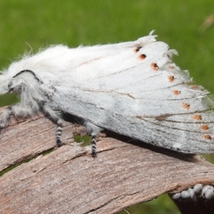 Pinara cana at Paddys River, ACT - 4 Jan 2022