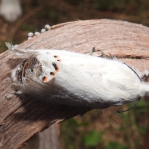 Pinara cana at Paddys River, ACT - 4 Jan 2022