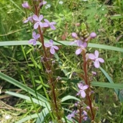Stylidium (genus) (Trigger Plant) at Paddys River, ACT - 20 Dec 2020 by trevorpreston