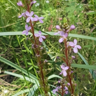 Stylidium (genus) (Trigger Plant) at Paddys River, ACT - 20 Dec 2020 by trevorpreston