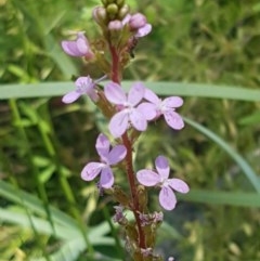 Stylidium sp. at Paddys River, ACT - 20 Dec 2020