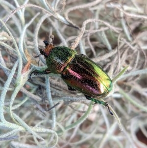 Lamprima aurata at Hughes, ACT - 20 Dec 2020