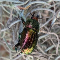 Lamprima aurata at Hughes, ACT - 20 Dec 2020