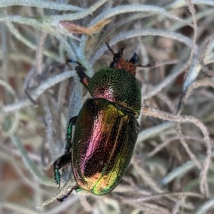 Lamprima aurata at Hughes, ACT - 20 Dec 2020 04:17 PM