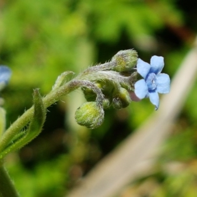 Cynoglossum australe (Australian Forget-me-not) at Paddys River, ACT - 20 Dec 2020 by tpreston