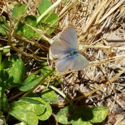 Zizina otis (Common Grass-Blue) at Gibraltar Pines - 20 Dec 2020 by trevorpreston