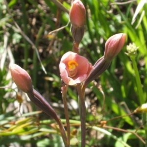 Thelymitra carnea at Nangus, NSW - suppressed