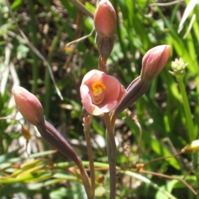 Thelymitra carnea (Tiny Sun Orchid) at Nangus, NSW - 19 Oct 2010 by abread111