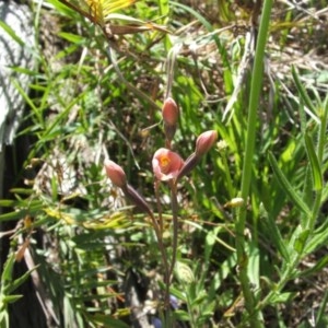 Thelymitra carnea at Nangus, NSW - suppressed