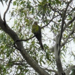 Polytelis swainsonii (Superb Parrot) at Red Hill to Yarralumla Creek - 19 Dec 2020 by JackyF
