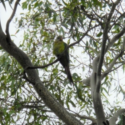 Polytelis swainsonii (Superb Parrot) at Hughes, ACT - 19 Dec 2020 by JackyF