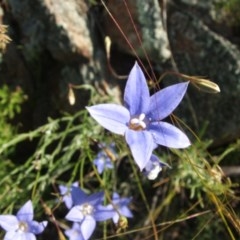 Wahlenbergia sp. at Nangus, NSW - 19 Oct 2010 05:05 PM