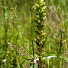 Microtis sp. (Onion Orchid) at Paddys River, ACT - 20 Dec 2020 by trevorpreston