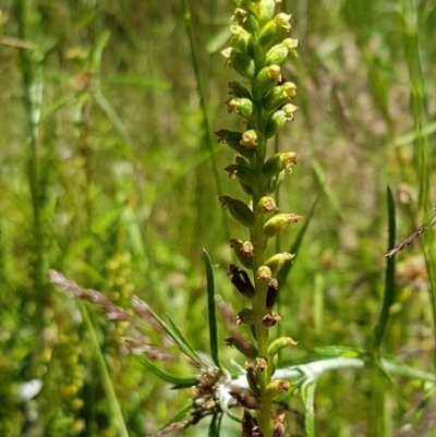 Microtis sp. (Onion Orchid) at Paddys River, ACT - 20 Dec 2020 by trevorpreston
