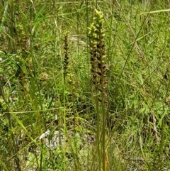 Microtis sp. at Paddys River, ACT - 20 Dec 2020