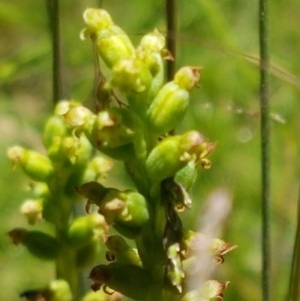 Microtis sp. at Paddys River, ACT - 20 Dec 2020